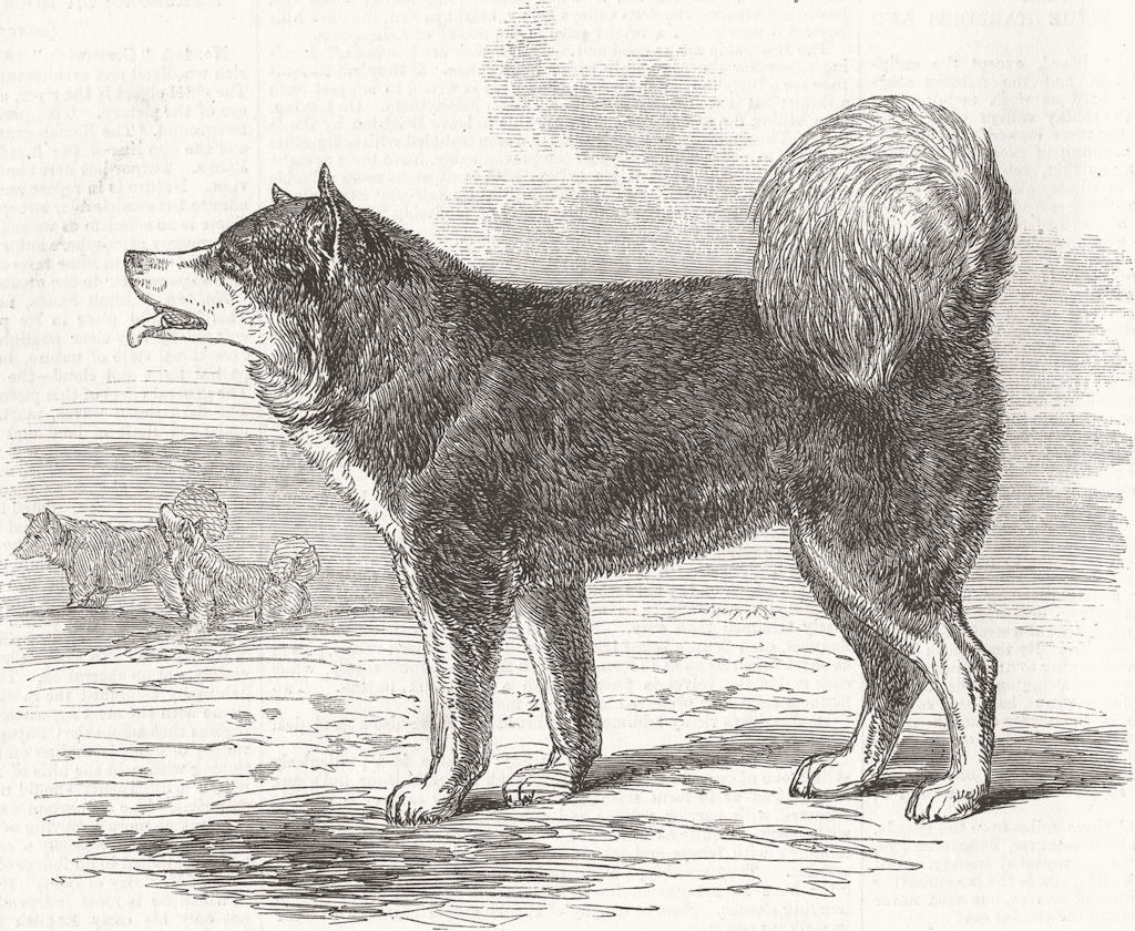 DOGS. Daddy, HMS Enterprise, Eskimo dog(Franklin) 1856 old antique print
