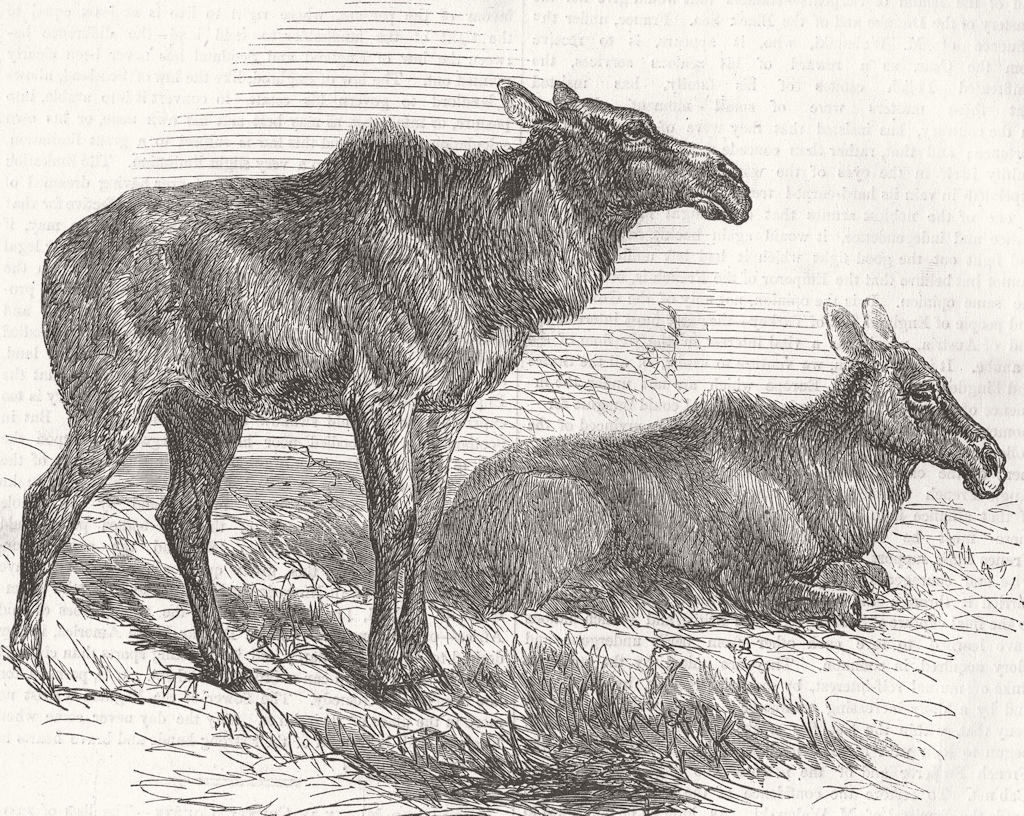 CANADA. Elk, or moose deer, Nova Scotia 1856 old antique vintage print picture