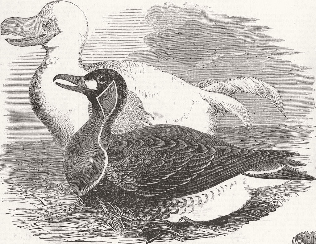 IRAN. Birds. goose & white dodo, from drawings made  1856 old antique print