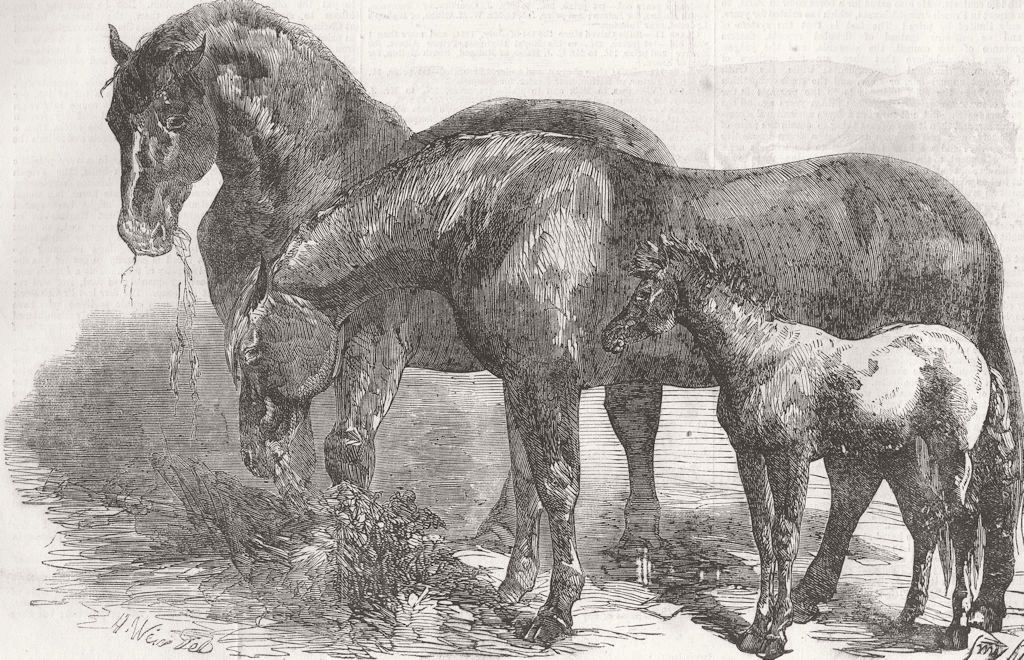 Associate Product CHELMSFORD. Royal Agricultural Soc’s Show. horses 1856 old antique print