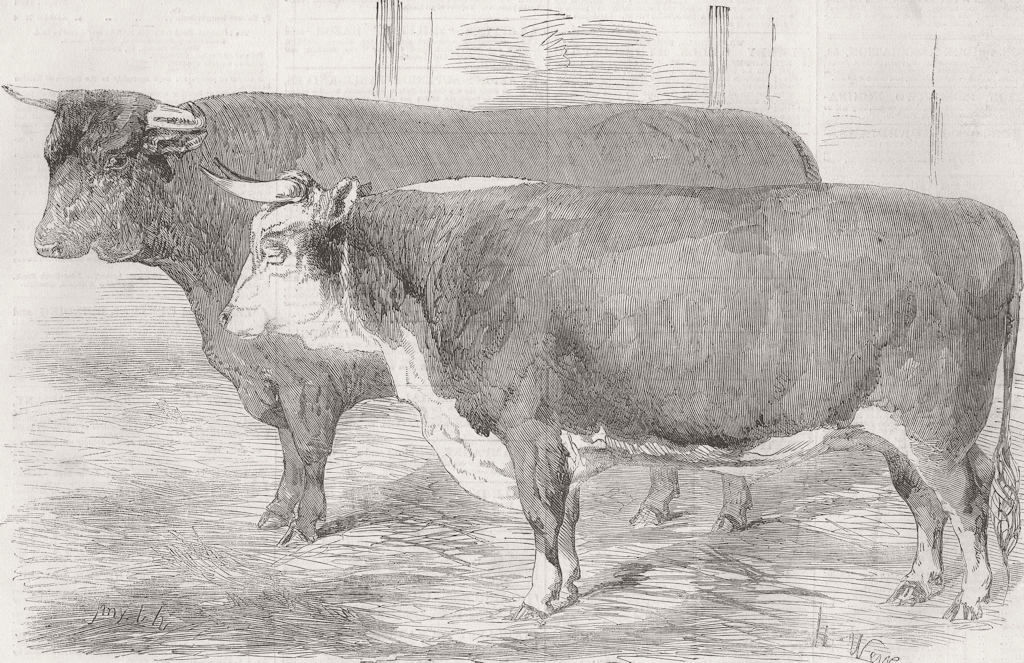 COWS. Hereford ; Devon 1856 old antique vintage print picture