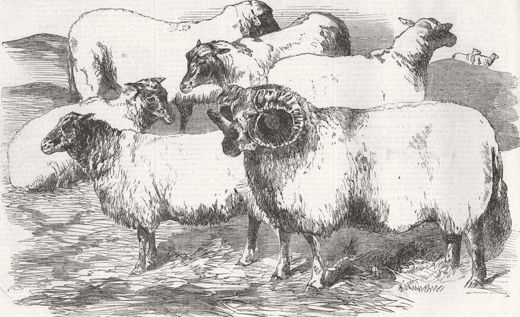 Associate Product CUMBS. Farm show, Carlisle. Shearling Rams & Ewes 1855 old antique print