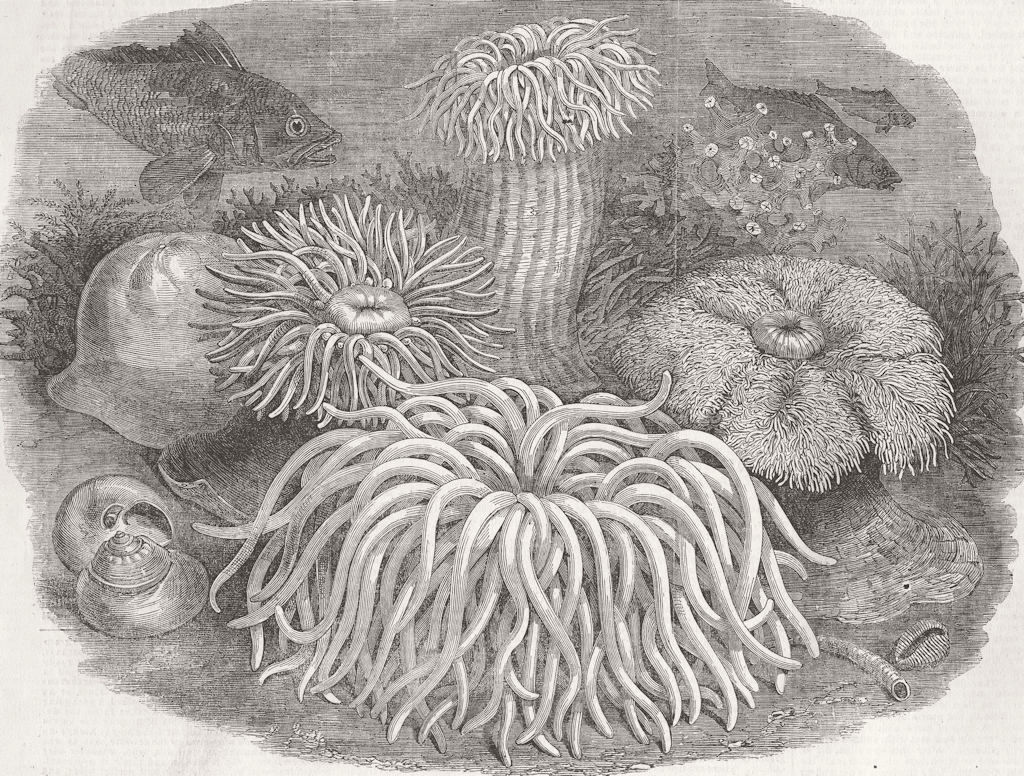 Associate Product LONDON. Zoo. Sea anemones, Gdns of, Regent’s Park 1854 old antique print