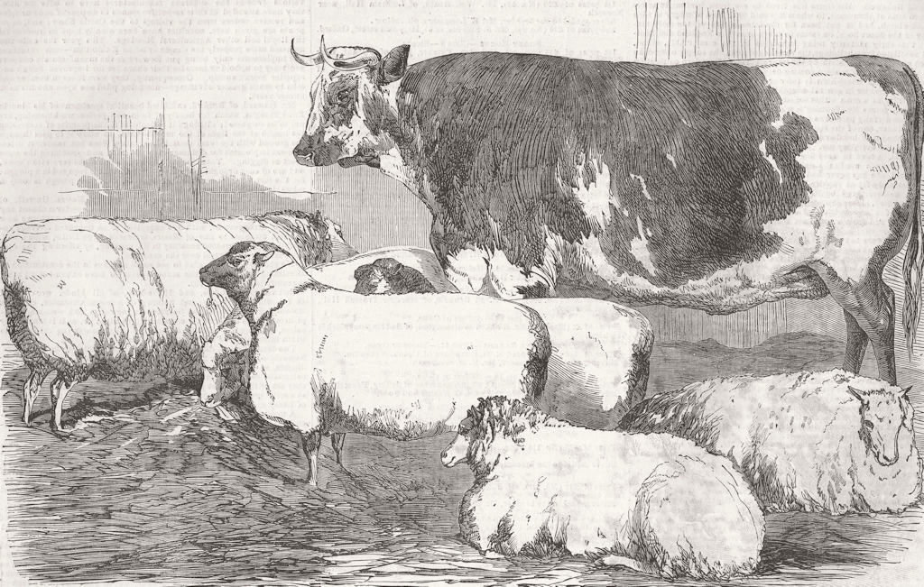 Associate Product COWS. Southdowns; Roan Ox; Leicester 1854 old antique vintage print picture