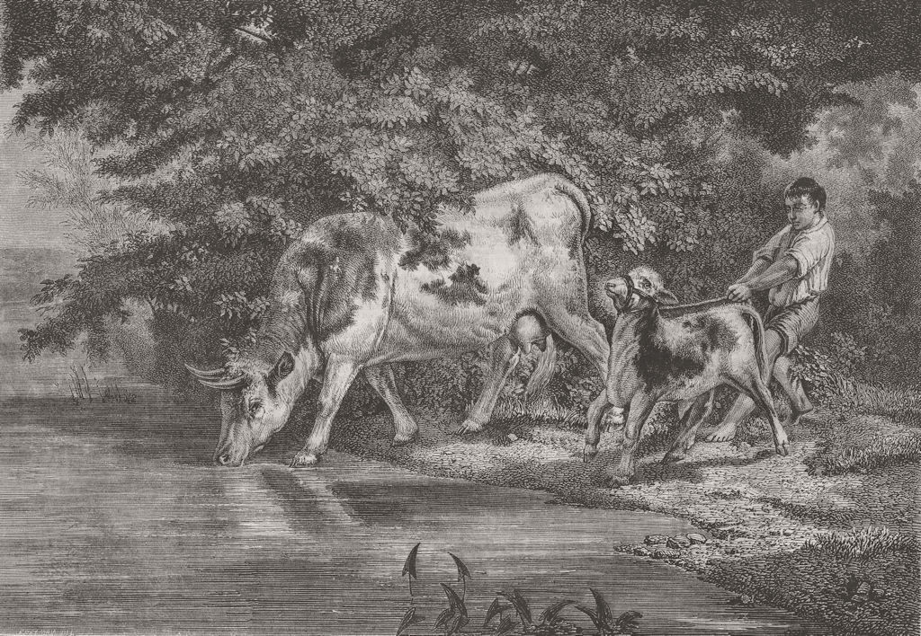 COWS. Watering place. L’Abreuvoir, par Rosa Bonheur 1855 old antique print