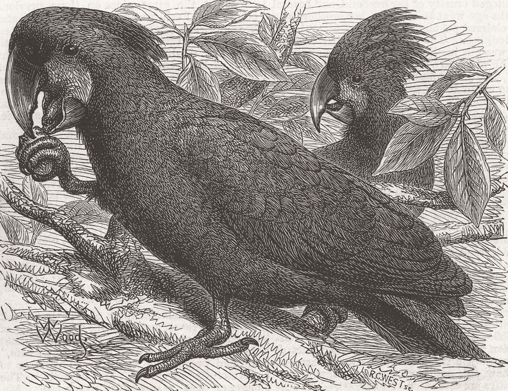 Associate Product ANIMALS. London Zoo. Gt Black Cockatoo of New Guinea 1875 old antique print