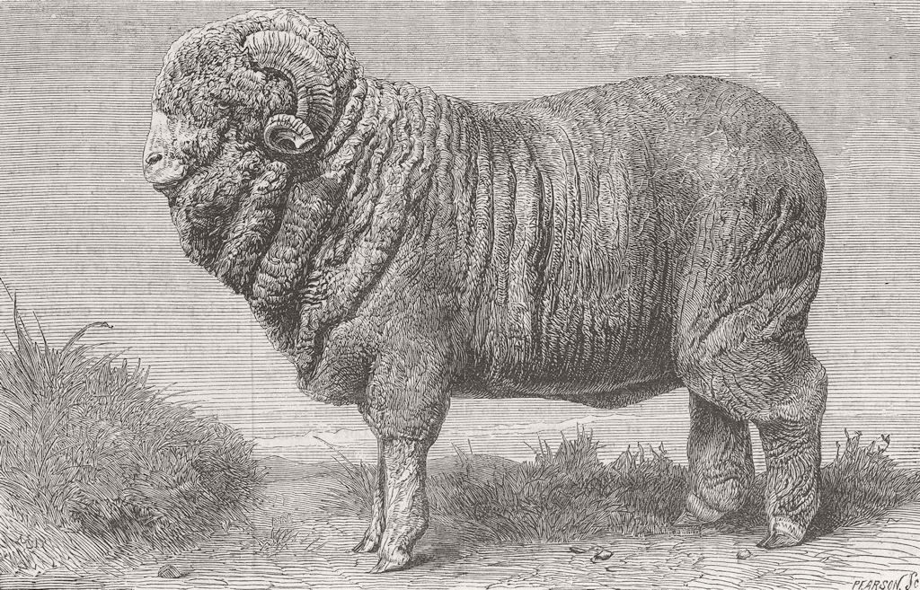 GERMANY. Merino Ram, exhibited, Dresden 1865 old antique vintage print picture