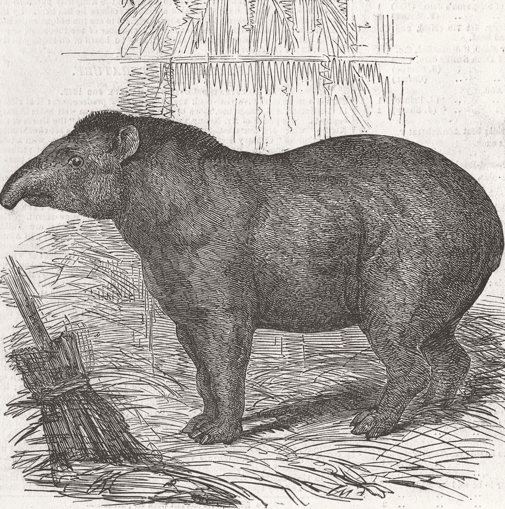 LONDON. Zoo. Tapir presented by Queen to 1847 old antique print picture