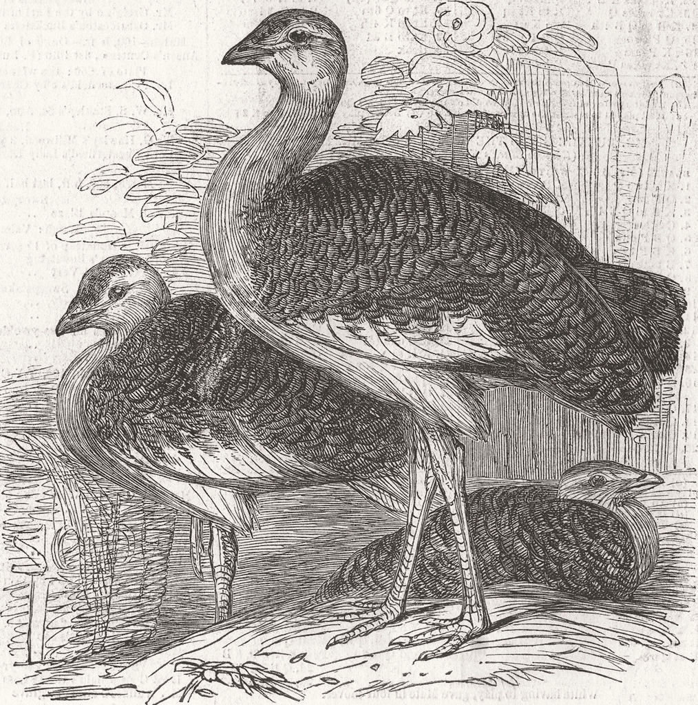 LONDON. Zoo. Gt bustards, Gdns of 1847 old antique vintage print picture