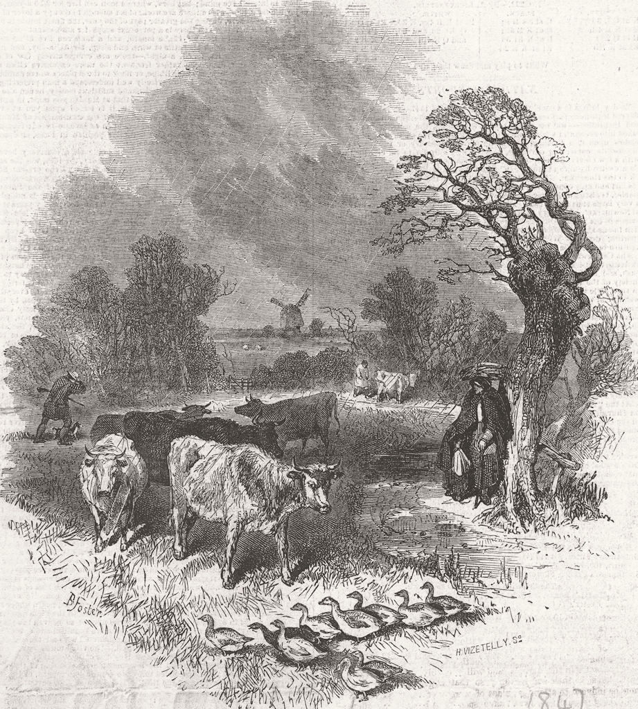 COWS. {Caption cut off} 1847 old antique vintage print picture