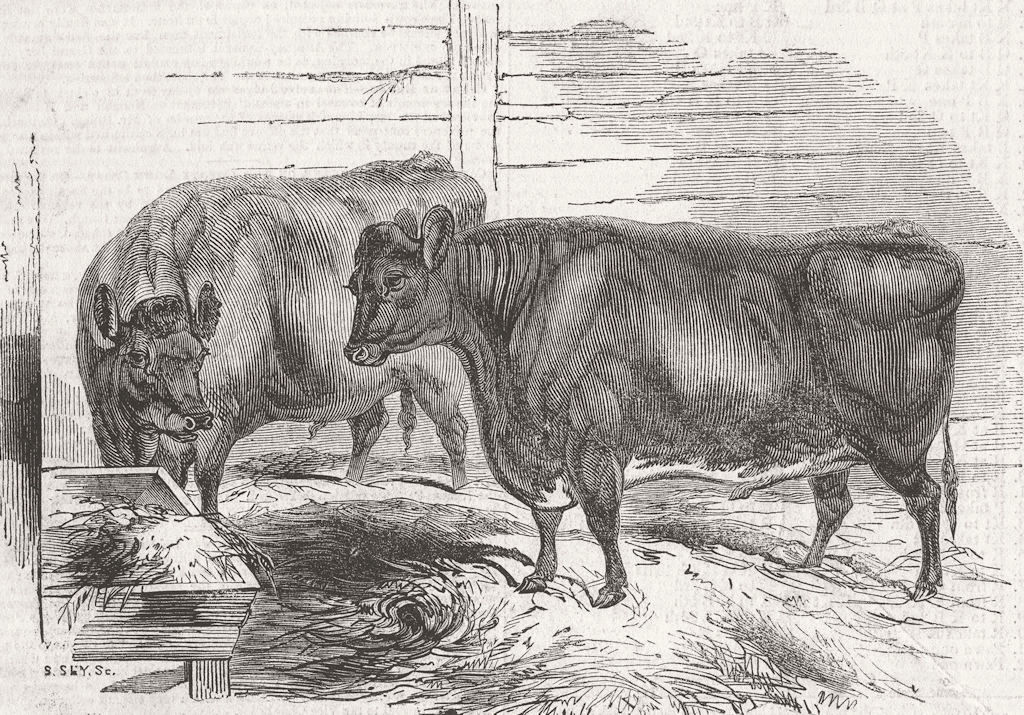 SCOTLAND. West highland cattle 1843 old antique vintage print picture