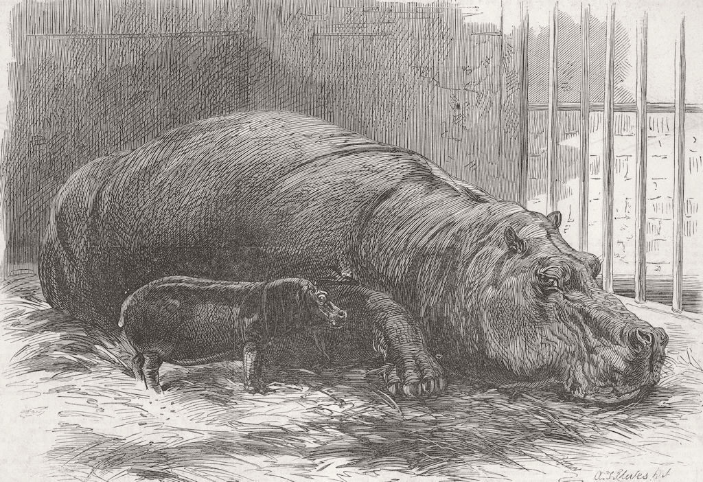 ANIMALS. Young Hippo & dam, Zoo 1872 old antique vintage print picture