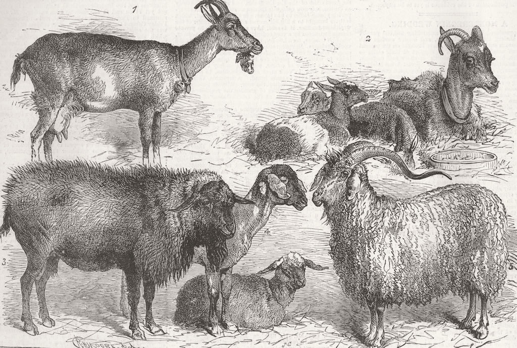 LONDON. Goats exhibited, Alexandra Palace goat show 1880 old antique print