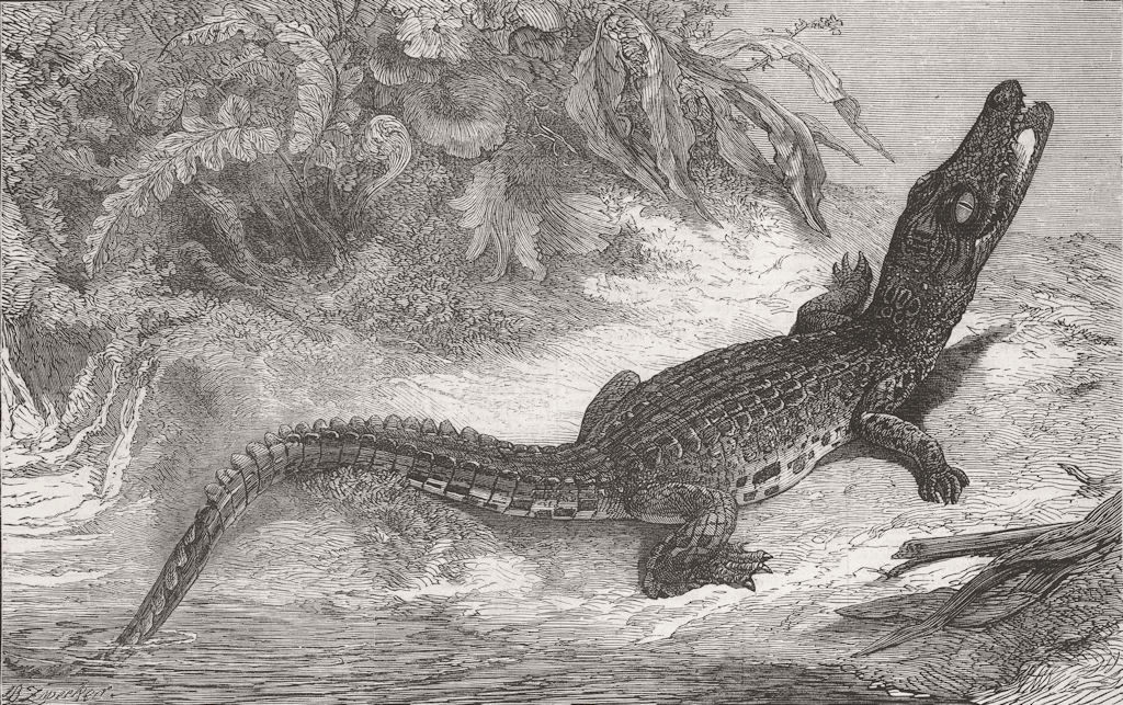 INDONESIA. Sumatra Alligator for Brighton Aquarium 1873 old antique print