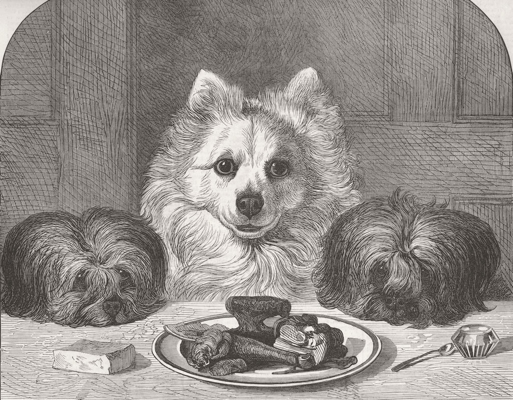 DOGS. Great expectations 1873 old antique vintage print picture