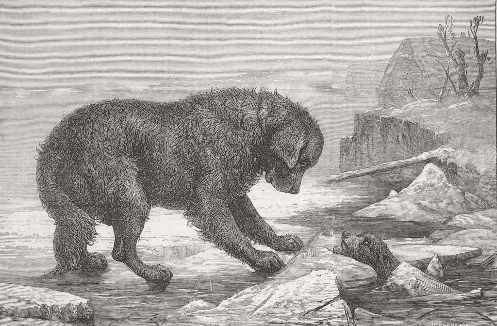 DOGS. Erebus and terror 1873 old antique vintage print picture