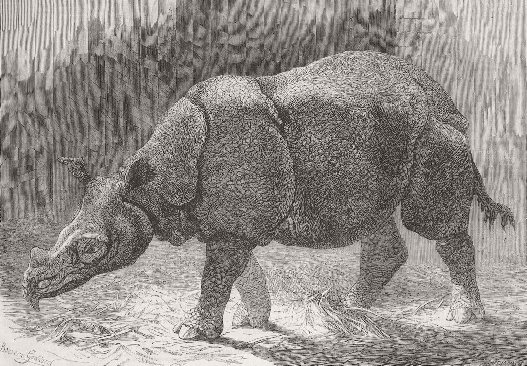 LONDON. Zoo. new rhinoceros, Gdns of 1874 old antique vintage print picture