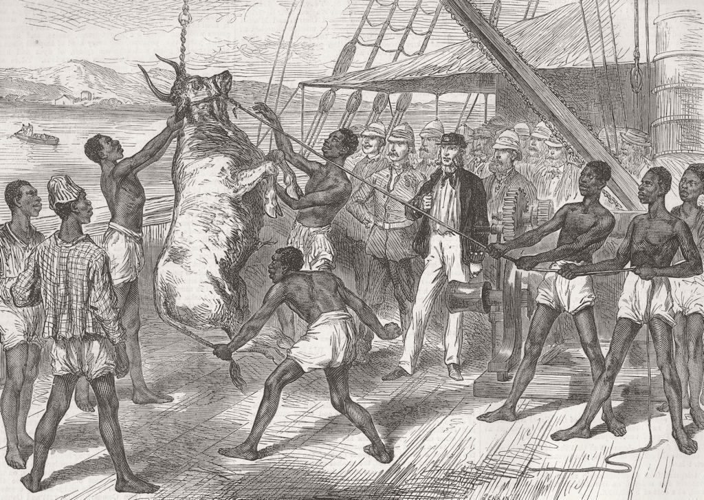 SIERRA LEONE. Shipping bulls for Cape Coast Castle 1874 old antique print