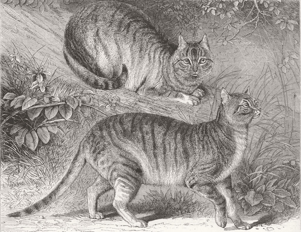 SYRIA. Syrian cats, London zoo 1863 old antique vintage print picture