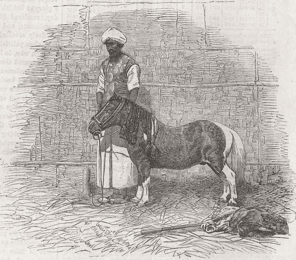 HORSES. Sheik Kulloo’s Taz pony Kankye 1864 old antique vintage print picture