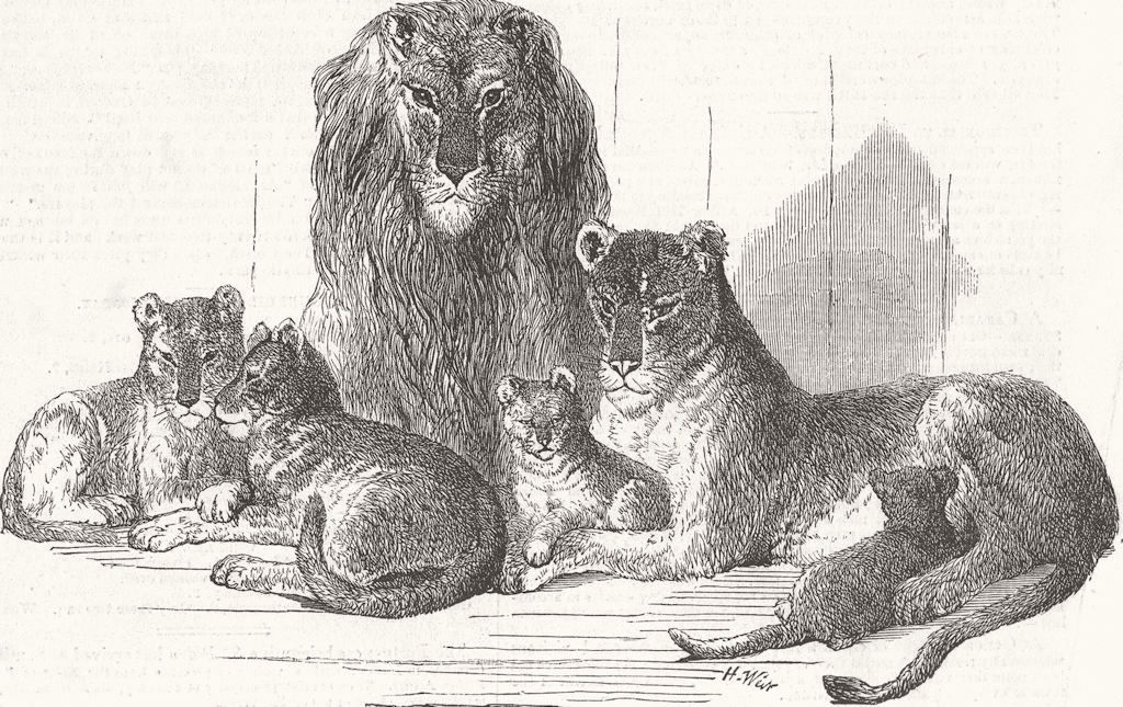 Associate Product BRISTOL. Family of lions in the zoo 1855 old antique vintage print picture