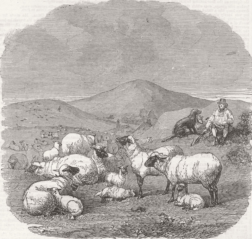 SHEEP. sheep 1858 old antique vintage print picture
