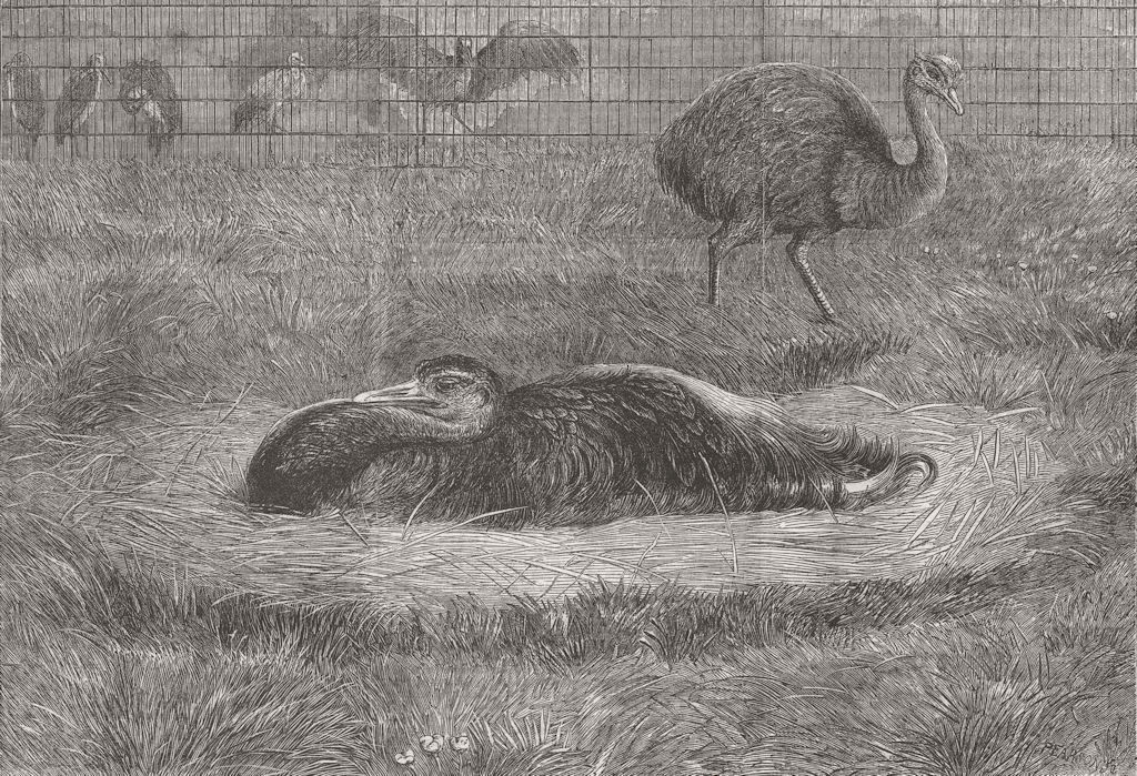 BIRDS. London Zoo. American ostrich nest 1863 old antique print picture