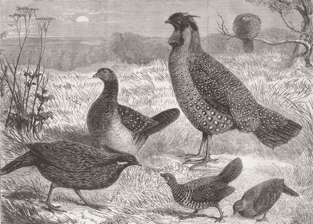 BIRDS. Indian Pheasants, London Zoo 1863 old antique vintage print picture