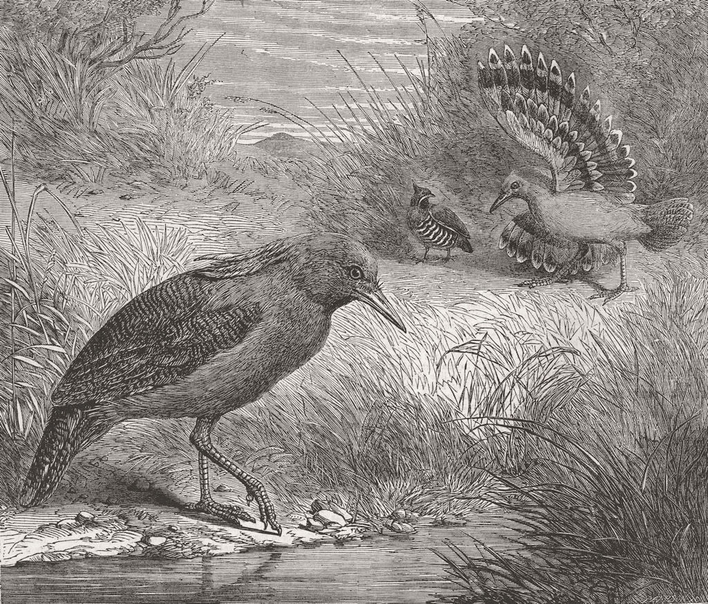 BIRDS. Australian bird, Kagu(Rhinochetus Jubatus) 1863 old antique print