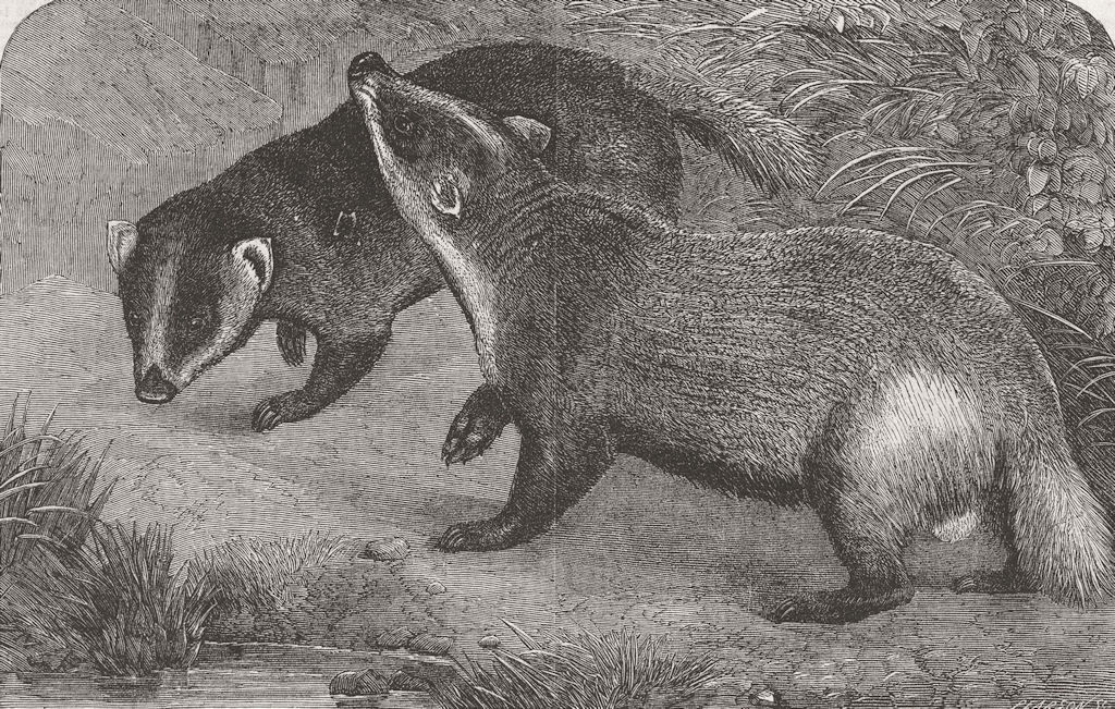 ANIMALS. London Zoo. Japanese badgers 1865 old antique vintage print picture