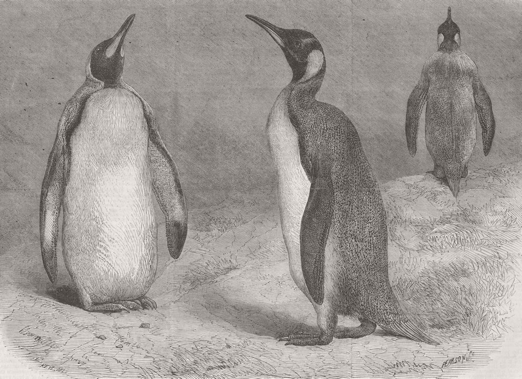 BIRDS. London Zoo. The Royal Penguin 1865 old antique vintage print picture