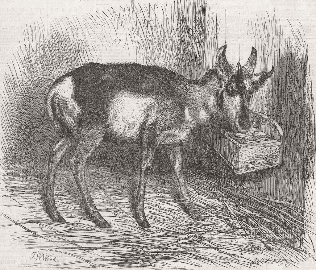LONDON. Zoo. prong-horned antelope 1865 old antique vintage print picture