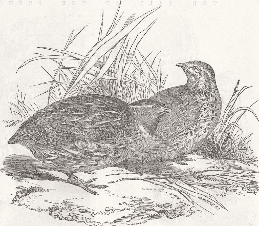BIRDS. European quails 1854 old antique vintage print picture