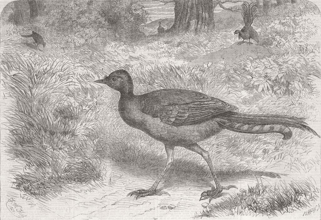 BIRDS. London Zoo. The lyre bird 1867 old antique vintage print picture