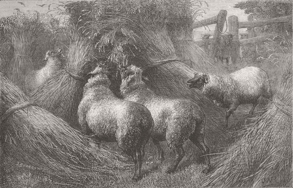 SHEEP. Forbidden fruit 1867 old antique vintage print picture