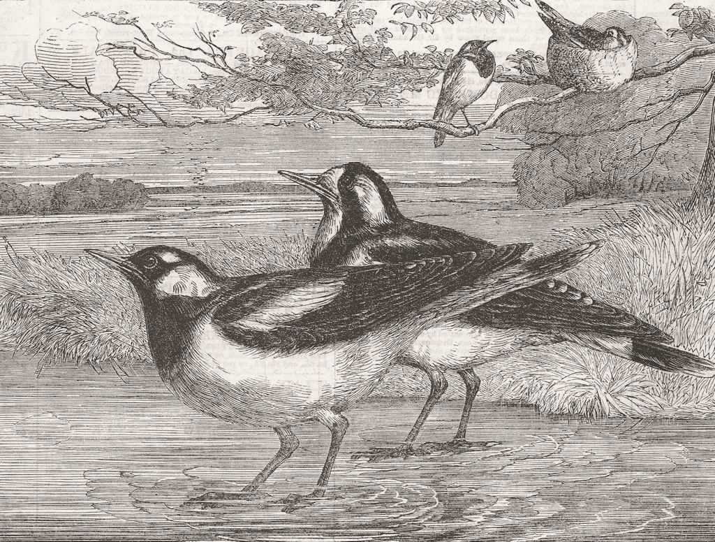 AUSTRALIA. Magpie-larks of, London Zoo 1863 old antique vintage print picture
