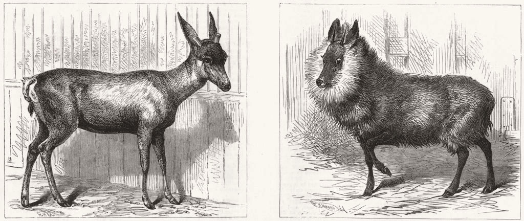 Associate Product LONDON. Arrivals at zoo; Mule Deer; Japanese Goat Antelope, antique print, 1879