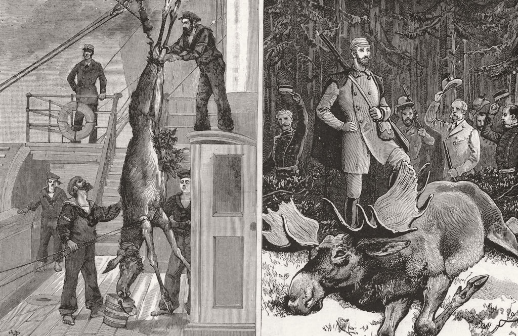 Associate Product SWEDEN. Weighing Prince's Elk Osborne; Bull killed Crown Prince Hunneberg, 1885