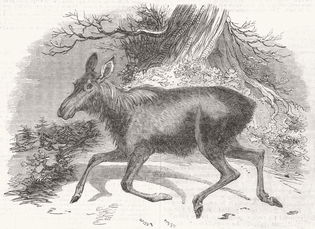 Associate Product MOOSE. Moose Deer, at the Surry Zoological Gardens, antique print, 1844