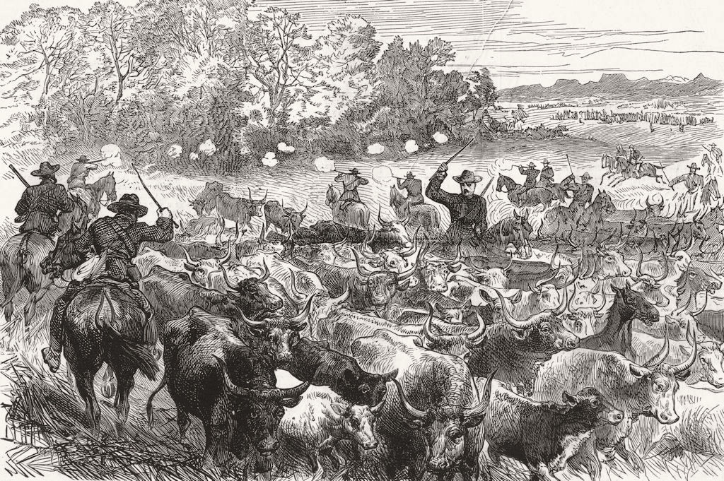 SOUTH AFRICA. Basuto War in. Recovery of cows from Basutos 1880 old print