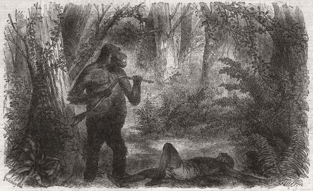 Associate Product HUNTING. A Hunter Killed by a Gorilla, antique print, 1861