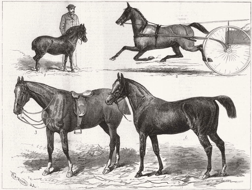 Associate Product HORSE SHOW. Blyth-Toby;Wilson-Liz Kendall;Prince Wales-Jarge;Blunt-Pharaoh, 1880