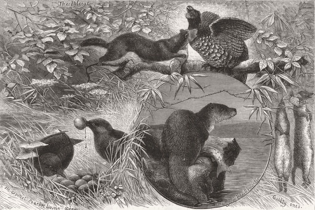 Associate Product POACHERS. A Group of Poachers. Crows Polecats, antique print, 1880