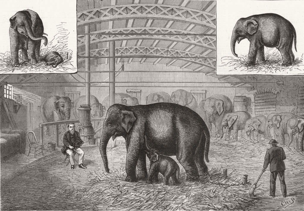 Associate Product PENNSYLVANIA. Baby Elephant at Philadelphia, S A-1st born in Captivity, 1880