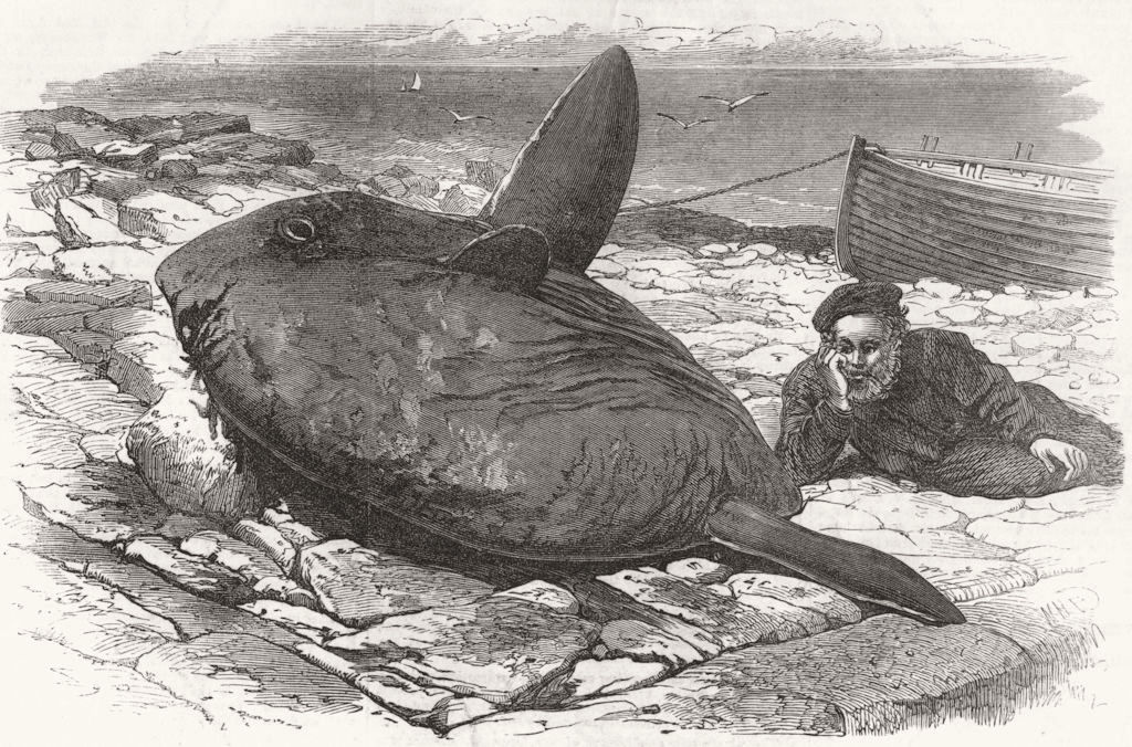 Associate Product GIBRALTAR. Sun-fish captured at Catalan bay, Gibraltar, antique print, 1872