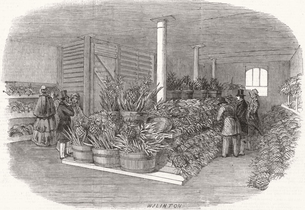 Associate Product MARKETS. Great sale of West India pine-apples, antique print, 1847