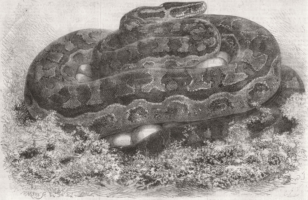 LONDON. Great Python serpent incubating at zoo, Regent's Park 1862 old print