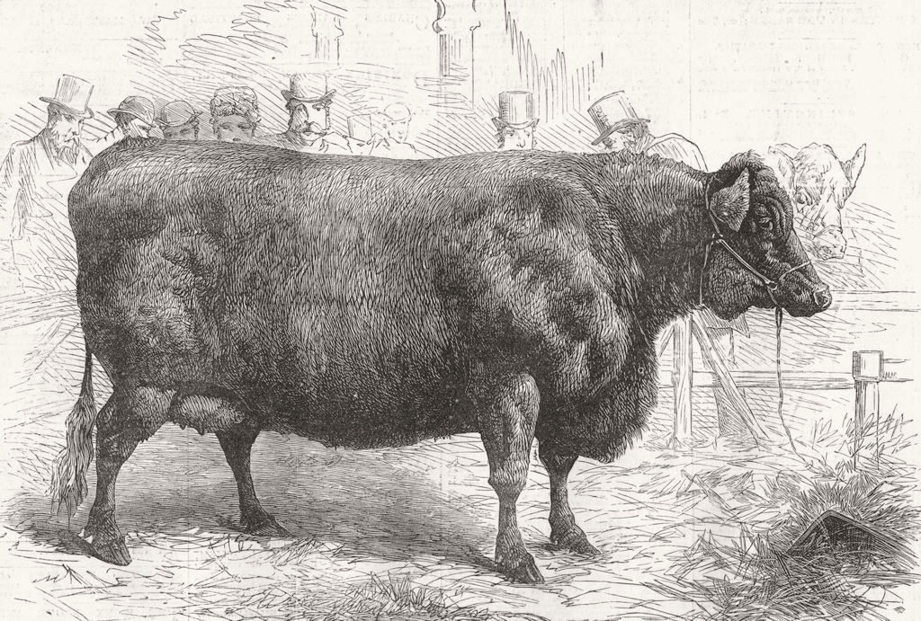 Associate Product SMITHFIELD. Sir W Gordon Cumming's Scotch polled Heifer, winner, old print, 1881