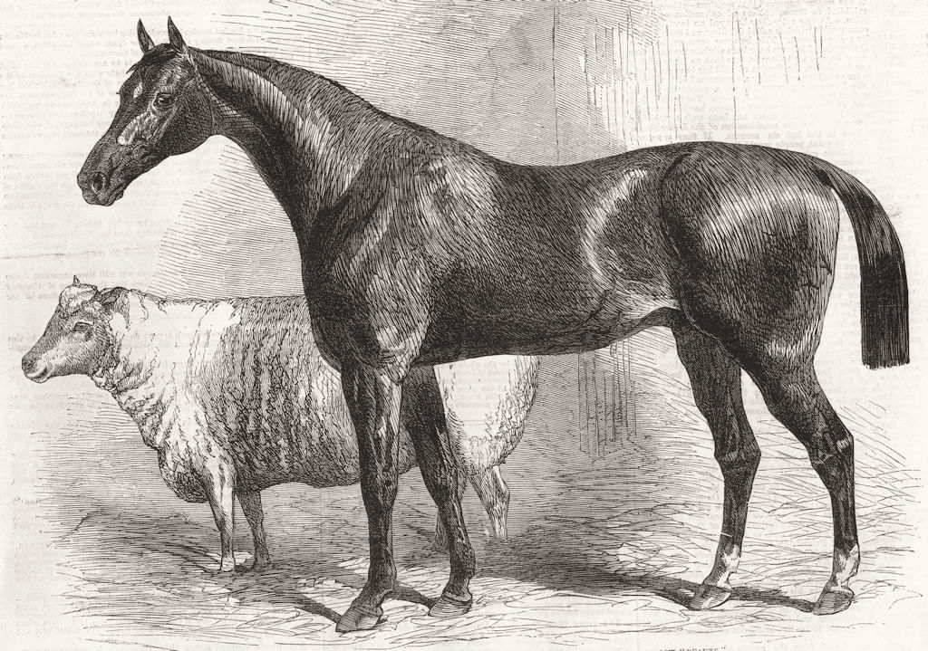 Associate Product PRIZE BULLS. Hereford bull; Ryeland Ram; Royal farm Society Worcester 1863