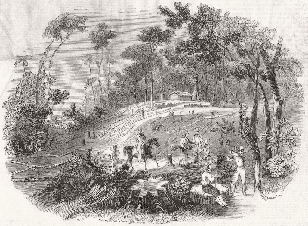 LANDSCAPES. Clearing in a Brazilian forest 1846 old antique print picture
